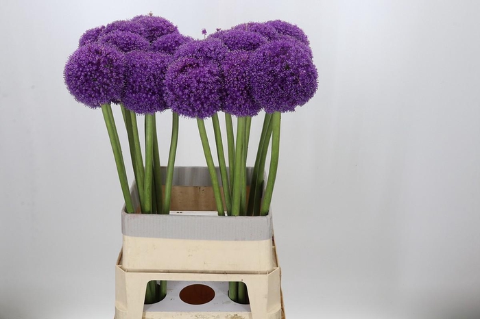 <h4>Allium Giganteum</h4>