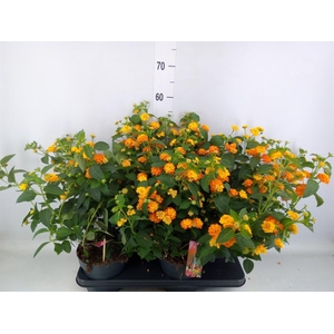 Lantana camara 'Havana Sunshine'