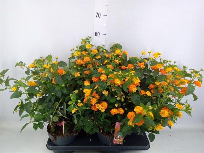 <h4>Lantana camara 'Havana Sunshine'</h4>
