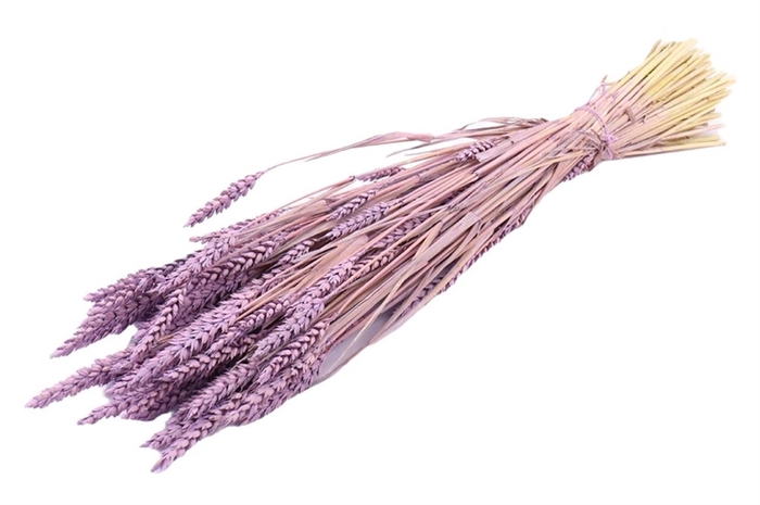 Bunch Triticum Frosted Slv L60