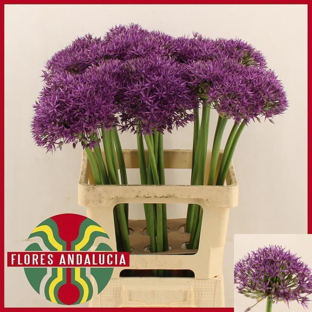 <h4>ALLIUM JACKPOT</h4>