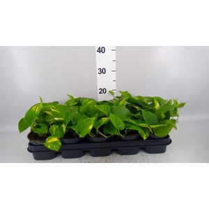 Epipremnum pinn. 'Aureum'