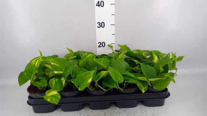 <h4>Epipremnum pinn. 'Aureum'</h4>