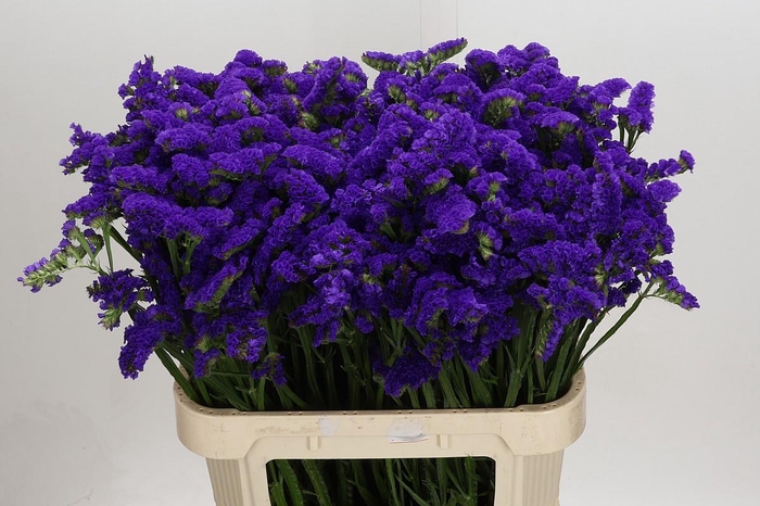 <h4>Limonium sinuatum Marina Violet</h4>