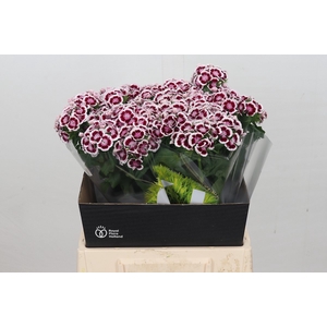 Dianthus Br Kiwi Maroon XXL