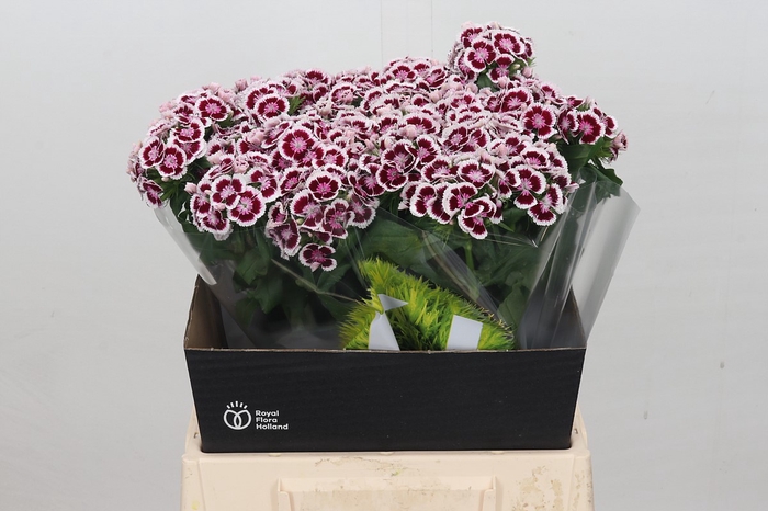 Dianthus Br Kiwi Maroon XXL