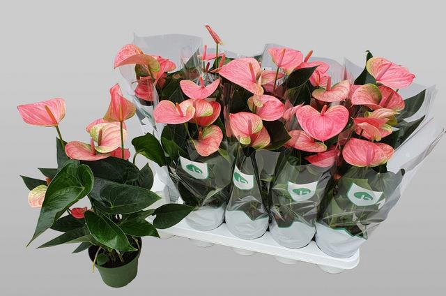 Anthurium Andreanum Sweet Dream 12Ø 42cm 5fl