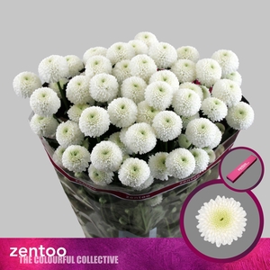 CHRYSANTHEMUM TR 'NEWTON'