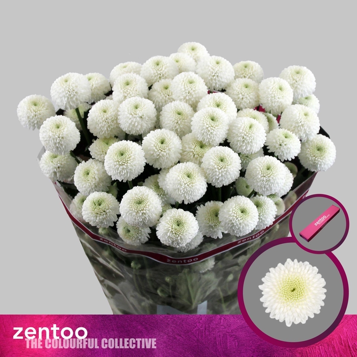 <h4>CHRYSANTHEMUM TR 'NEWTON'</h4>