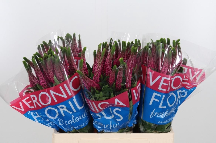 <h4>Veron Smart Iselle</h4>