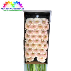 Germini Alix-Noor Doos