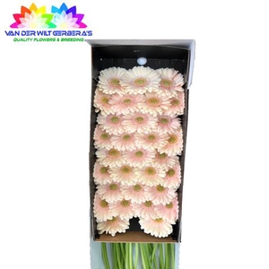 Germini Alix-Noor Doos