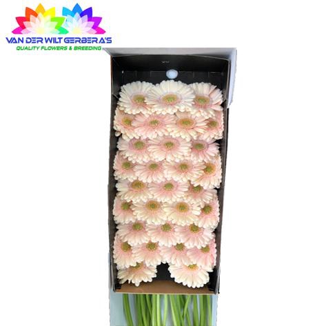 <h4>Germini Alix-Noor Doos</h4>