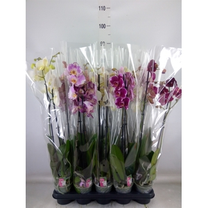 Phalaenopsis   ...mix
