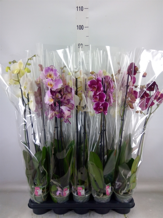 <h4>Phalaenopsis   ...mix</h4>