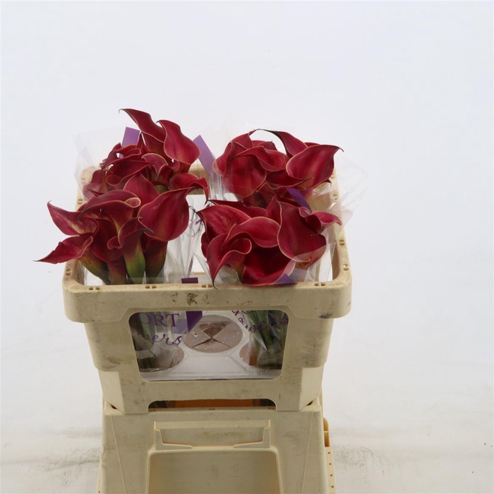 <h4>Calla Red Charm</h4>