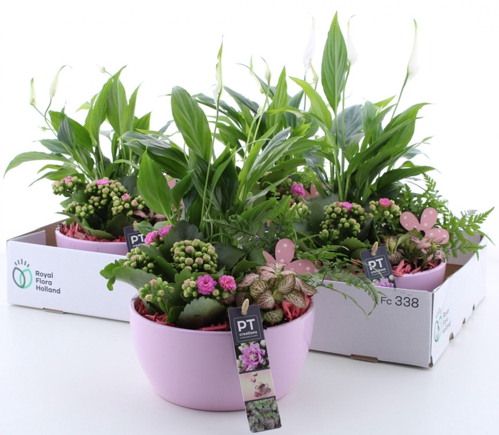 <h4>ARR KAMERPL</h4>