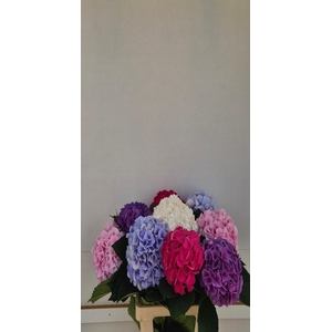 Hydrangea mix exclusive