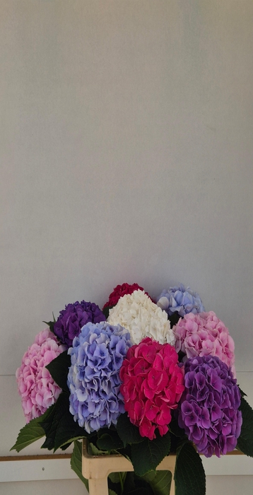 <h4>Hydrangea mix exclusive</h4>
