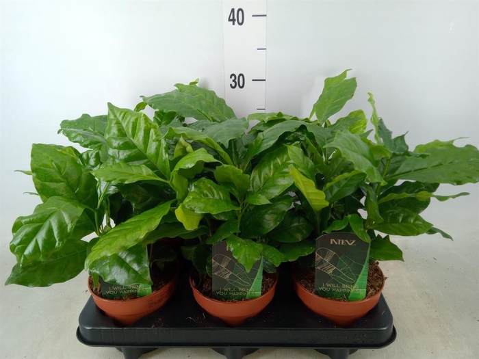 <h4>Coffea arabica</h4>