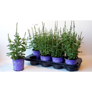 SALVIA NE OSTFRIESL
