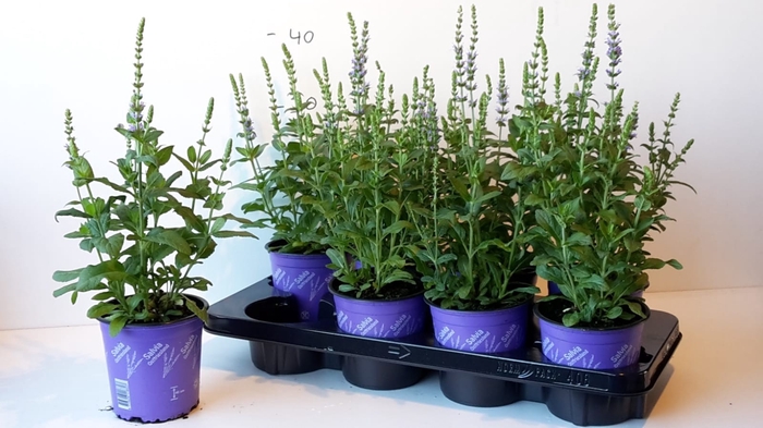 <h4>SALVIA NE OSTFRIESL</h4>