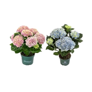Hydrangea marc. Magical Revolution 10.5 cm Mix 3-5 Bloem