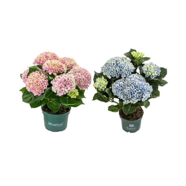 <h4>Hydrangea marc. Magical Revolution 10.5 cm Mix 3-5 Bloem</h4>