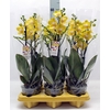 Phalaenopsis   ...