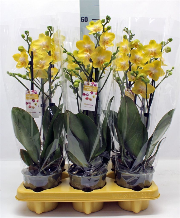 Phalaenopsis   ...