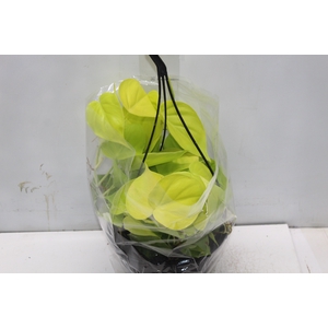 PHILODENDRON AMARELO C21 PENDENTE
