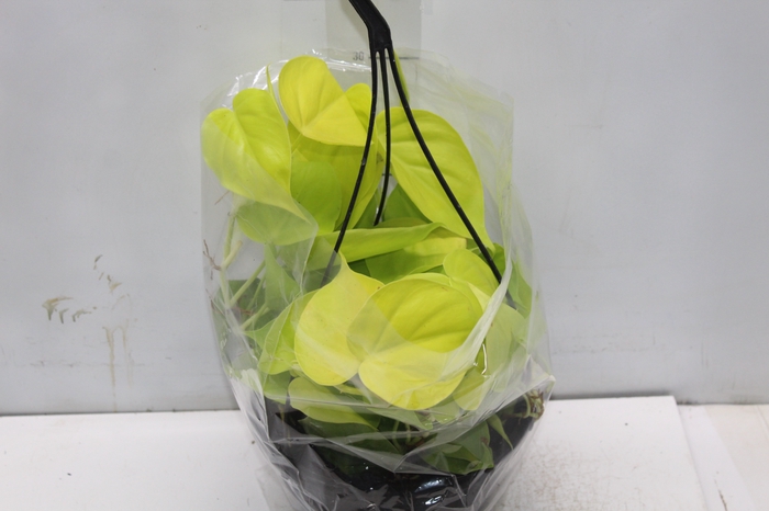 <h4>PHILODENDRON AMARELO C21 PENDENTE</h4>