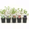 Buddleja davidii mix shelve C2