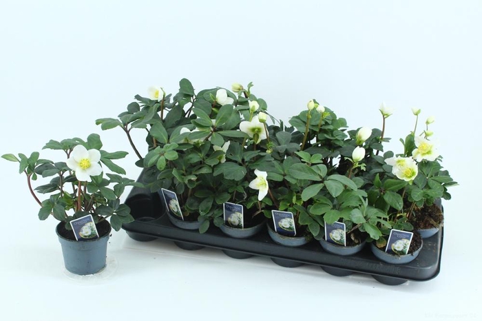 <h4>HELL NI CHR CAROL</h4>