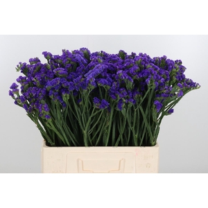 Statice Crystal Dark Blue