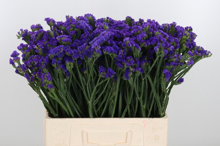 <h4>Statice Crystal Dark Blue</h4>