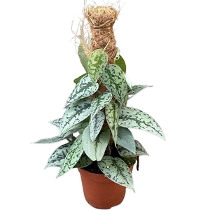 Scindapsus