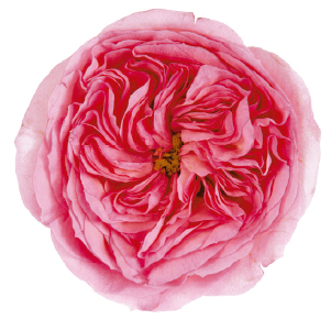 <h4>R Gr Deluxe Collection Mariatheresia Pink 50cm CO</h4>