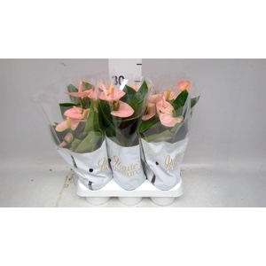 Anthurium andr. 'Spirit'