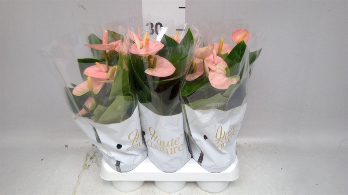 <h4>Anthurium andr. 'Spirit'</h4>