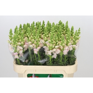 Antirrhinum Avignon Silver