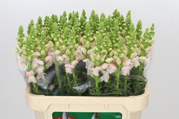 <h4>Antirrhinum majus 'Avignon Silver'</h4>