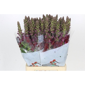 Antirrhinum Potomac Red