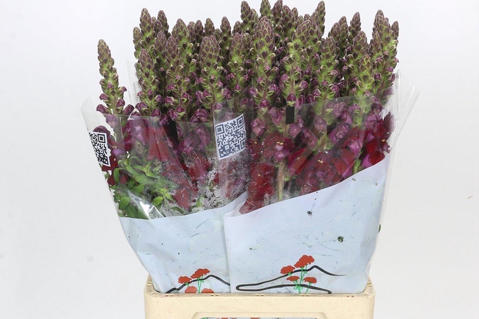 <h4>Antirrhinum Potomac Red</h4>