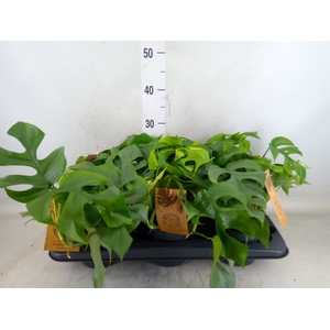 Monstera   ...