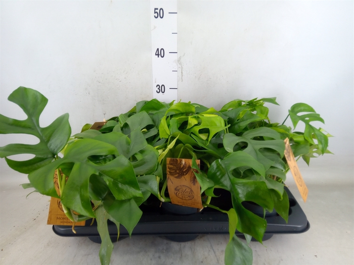 <h4>Monstera   ...</h4>