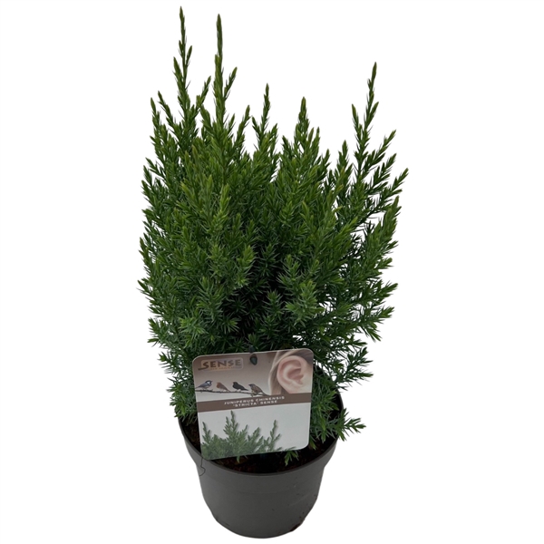 <h4>Juniperus chin 'Stricta' sense</h4>
