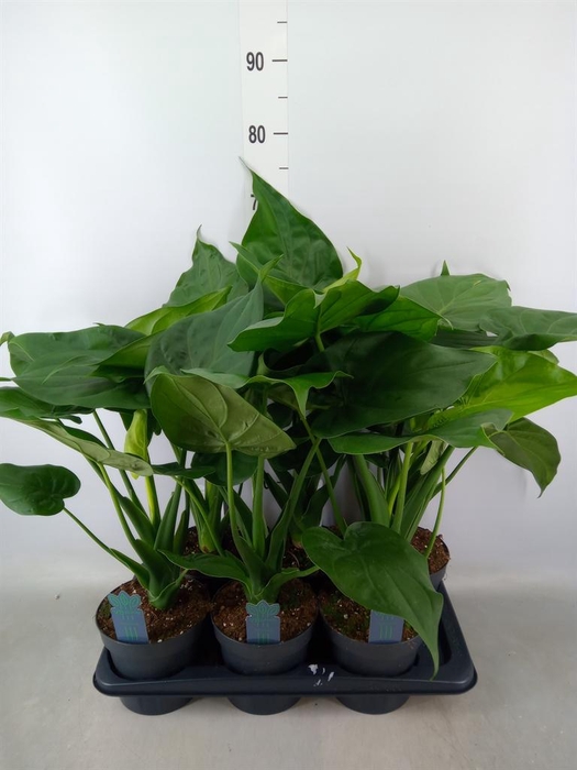 <h4>Alocasia cucullata</h4>