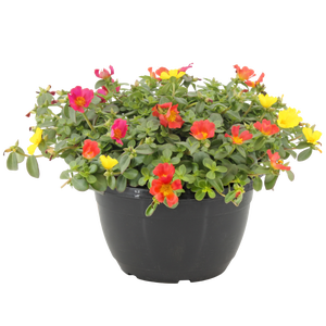 Portulaca schaal 27cm