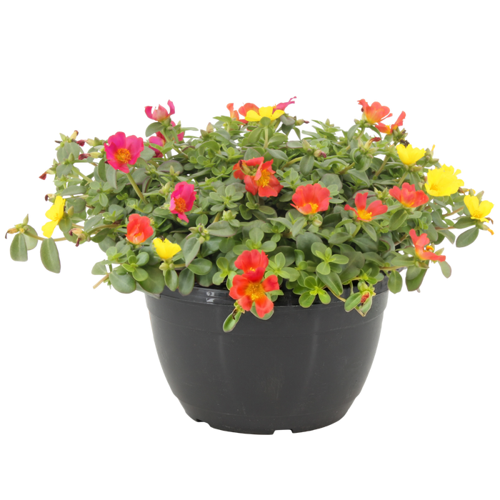 <h4>Portulaca schaal 27cm</h4>